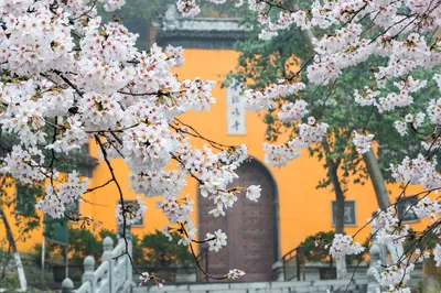 南京赏樱花