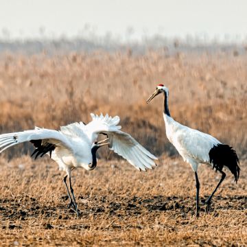 盐城3日2晚私家团