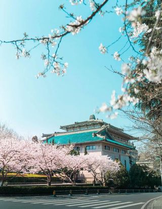 2021武大樱花开放时间出来啦-大赏樱预约通道开启