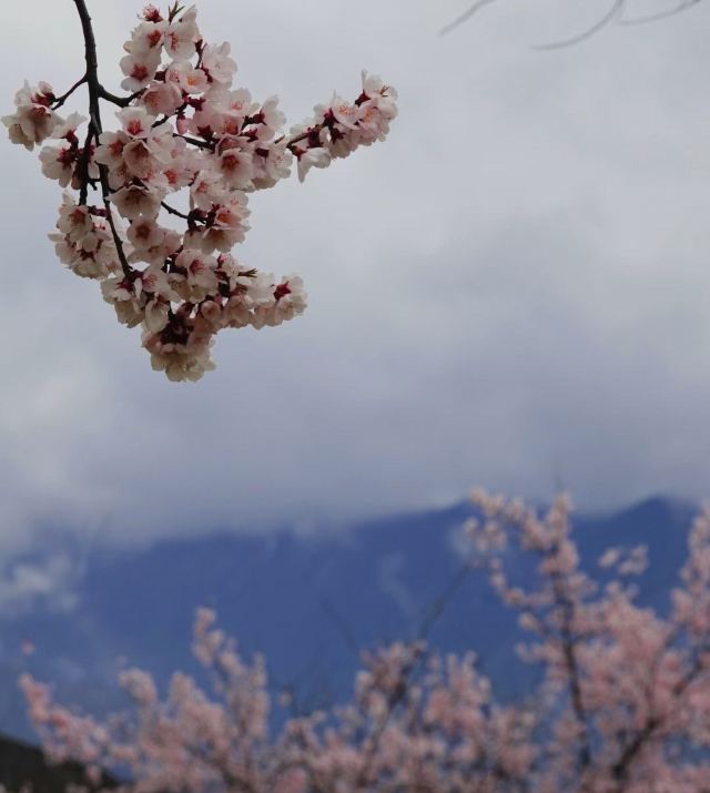 嘎拉桃花源旅行图片 5