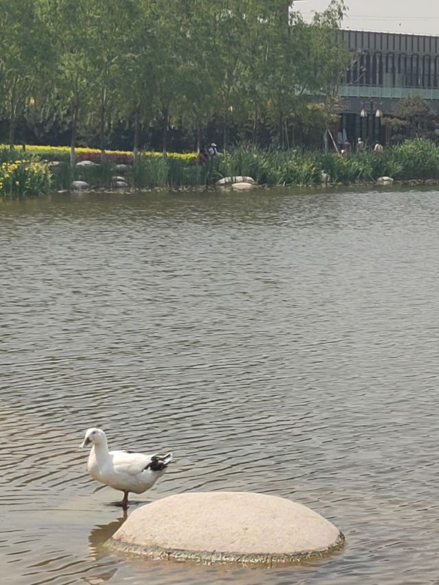 两寺渡公园旅行图片 12
