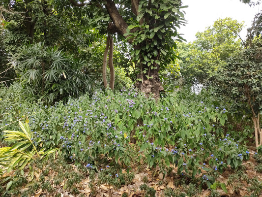 喜花草,灌木界的小可爱