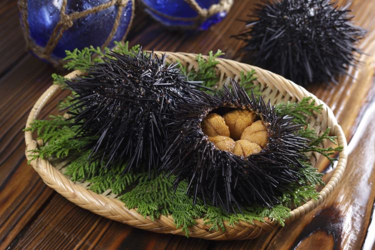 Sea Urchin