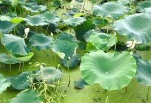 Siheung Lotus Theme Park景点图片