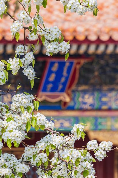 北京赏梨花