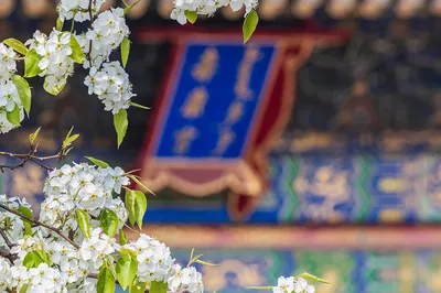 北京赏梨花