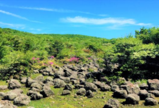 1100高山湿地景点图片