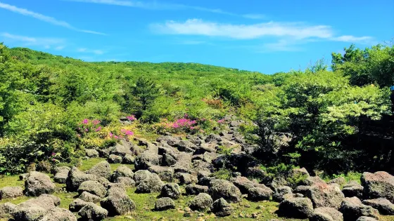 1100高山濕地