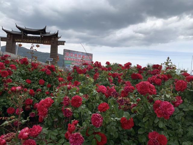 丽江花花色玫瑰庄园旅行图片 1