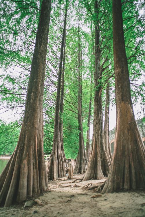 华南植物园景点图片 4