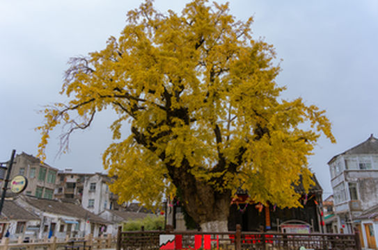周铁一棵1800岁的古银杏,真的是孙权母亲种的吗