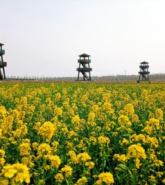 槐荫区游记图文-赏花正当时!济南吴家堡油菜花盛开