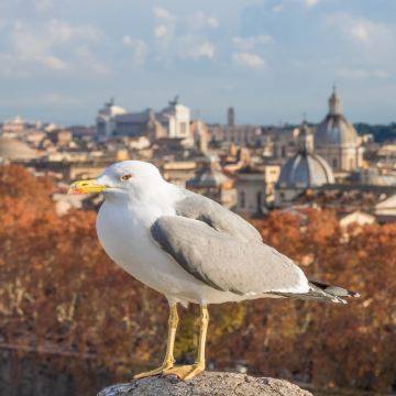 意大利罗马+阿马尔菲+波西塔诺+佛罗伦萨+米兰13日私家团