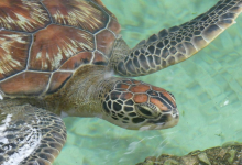 Nungwi Marine Turtles Mnarani景点图片