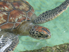 Mnarani Marine Turtles Conservation Pond-农维-C-IMAGE