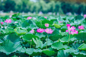 淮阳区游记图文-淮阳龙湖赏荷，同频古人情趣，穿越古今璀璨历史长河