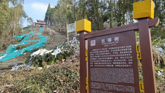古樟樹