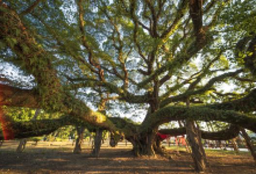 福州国家森林公园景点图片