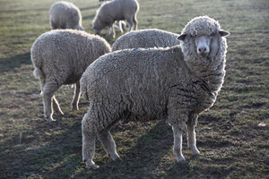 太仆寺旗游记图文-太仆寺旗，包恩本嘎查：山坡上的羊群，刚下锅的手把肉，车窗外的牛，无边无际的草场！