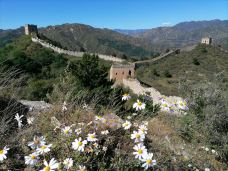 乌龙沟长城-涞源-大松树叶子