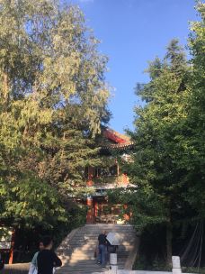 白塔山公园-兰州-青青翠竹