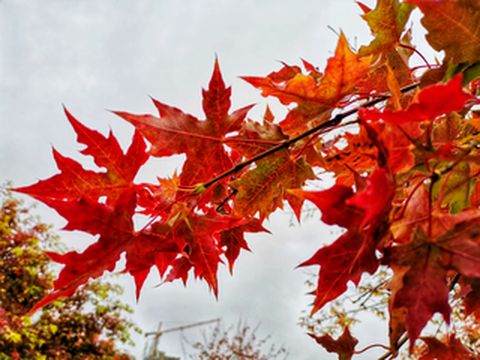 一个深度贫困少数民族自治县的艳丽——枫红东乡