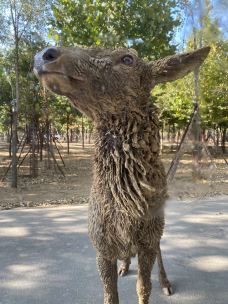 秦皇岛野生动物园-秦皇岛-YoYo_8D4I9M6V