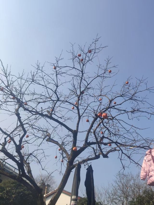 老君顶景区旅行图片 1