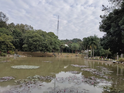 睡莲,这个冬天不寂寞