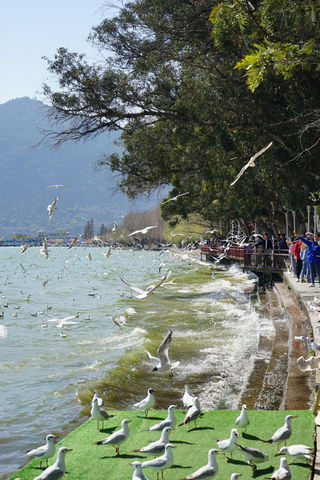 四进云南（昆明鸥趣）