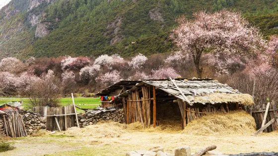 格尼村
