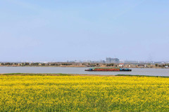 苏州湾/吴江东太湖风景区/王焰温泉游记图片] 北联油菜花海已上线，满屏都是刷爆朋友圈的春色