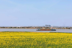 苏州湾/吴江东太湖风景区/王焰温泉游记图文-北联油菜花海已上线，满屏都是刷爆朋友圈的春色