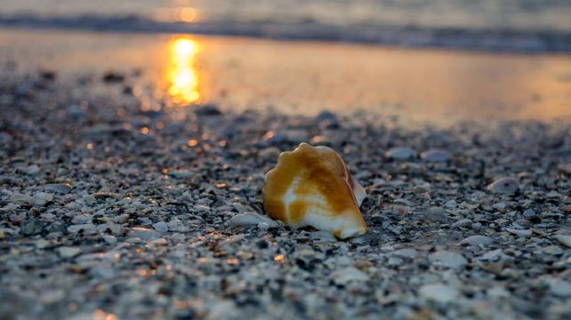 <8天>【熱情佛州 | 名城海島全覽】·奧蘭多+邁阿密深度遊：清水灣+肯尼迪航空中心+奧蘭多海洋世界(含門票)+鱷魚王國+西礁島+大沼澤國家公園+西棕櫚灘+海明威故居+羅德岱堡(免費接送機/全程含早)