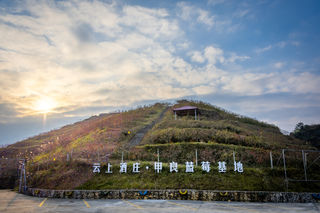 吃蓝莓对人体有什么好处？甲良镇的蓝莓尝一尝