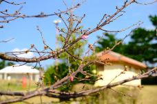 八重岳樱之森公园-本部町-翱翔的大鲨鱼