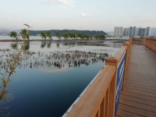 洱海月湿地公园-大理市-老老倪
