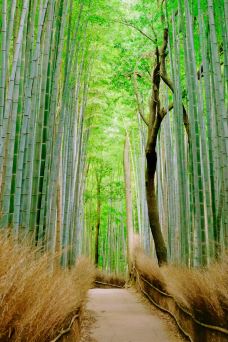 岚山-京都-摆渡修行