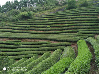 “小武夷”旁论岩茶  —“武夷秘境”系列之三