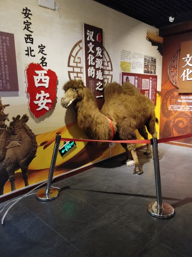 大雁塔文化休闲景区旅行图片 4