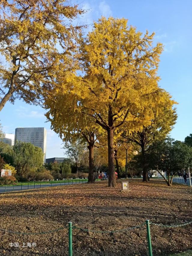 天山公园旅行图片 1