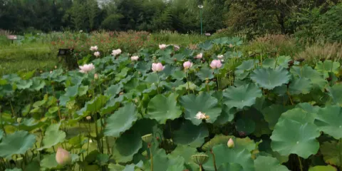 沂蒙風情荷花灣