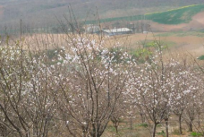 胡家湾樱花园-当阳-C-IMAGE