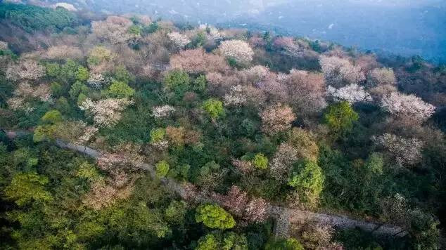 重庆这个小众景点,露营赏花的好去处;500多岁的野樱花王见过吗