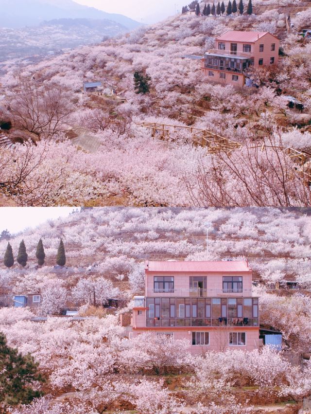 崂山大崂樱桃谷旅行图片
