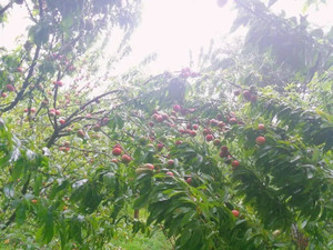 白云公园/白云地区游记图文-乡游黔中· 白云区 蓬莱村丨错过早春桃李，却遇一池碧花