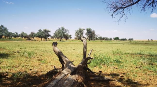 騰格裏沙漠外星球營地