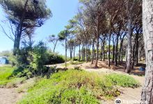 Riserva Naturale Tombolo di Cecina景点图片