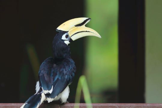 山打根拉卜湾长鼻猴保护区游玩攻略-拉卜湾长鼻猴保护区门票多少钱/价格