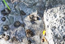 石头开花景点图片